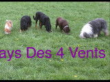 Au Pays des Quatre Vents
