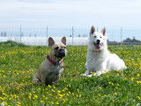 Cani's Crau