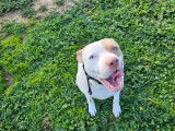 Cani's Crau
