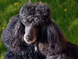 Académie Toilettage Tendresse