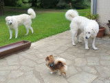 Észbontó Kuvaszkennel