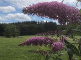 Au Doubs Chenil