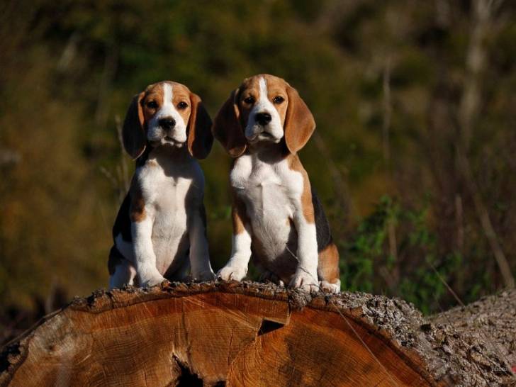 Beagles des chasseurs du temps