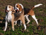 Beagles des chasseurs du temps