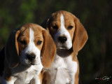 Beagles des chasseurs du temps