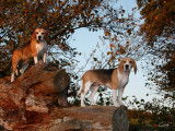 Beagles des chasseurs du temps