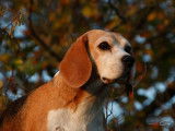 Beagles des chasseurs du temps