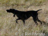 Le Rio Parana