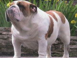 Bulldog Anglais du Du Bois Des Lilas