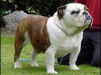 Bulldog Anglais du Du Bois Des Lilas
