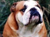 Bulldog Anglais du Du Bois Des Lilas