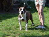 Of Passion Amstaff