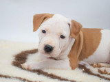 Of Passion Amstaff