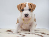 Of Passion Amstaff