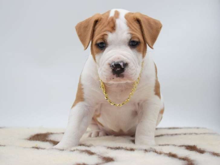 Of Passion Amstaff