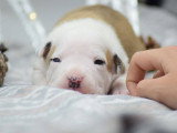 Of Passion Amstaff