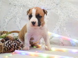 Of Passion Amstaff