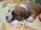 Of Passion Amstaff