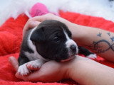 Of Passion Amstaff