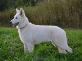 Les Loups de la Garenne