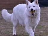 Les Loups de la Garenne