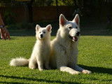 Les Loups de la Garenne