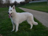 Les Loups de la Garenne