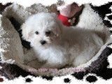 Havanese stars