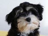 Swiss Havanese Club