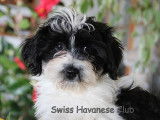 Swiss Havanese Club