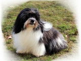 Havanese stars