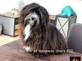 Havanese stars
