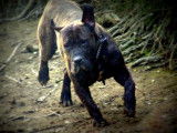 De la Huella del Presa Canario