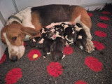 Chiots nés le 15/02/2024