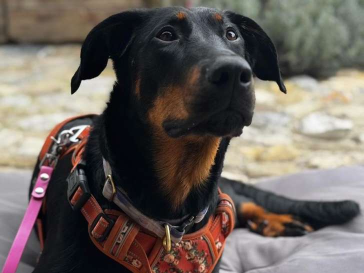 Université des Chiens