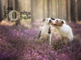 Les Forêts d'Opale