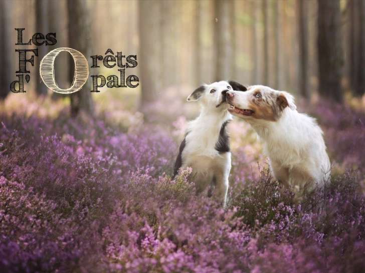 Les Forêts d'Opale