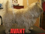 LOOK MDZ - Toilettage Canin