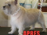 LOOK MDZ - Toilettage Canin