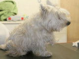 LOOK MDZ - Toilettage Canin