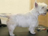 LOOK MDZ - Toilettage Canin