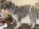 LOOK MDZ - Toilettage Canin