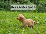 Des Etoiles Gold