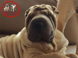 Sharpei du kamishibai
