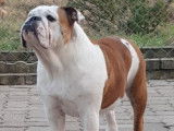 Sharpei du kamishibai