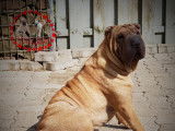 Sharpei du kamishibai