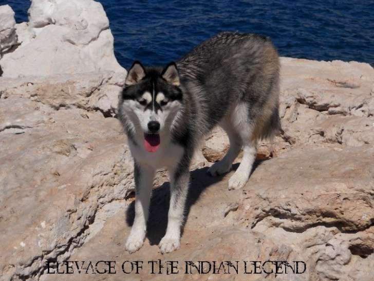 Of The Indian Legend