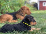 Maya Airedale