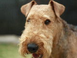 Maya Airedale