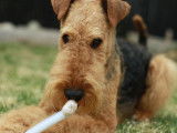 Maya Airedale
